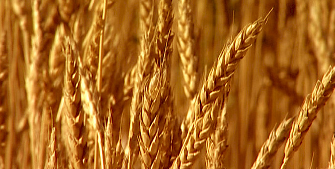 (c) 2001 - DENKmal-Film Verhaag