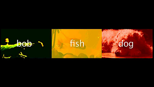 bob, fish and dog