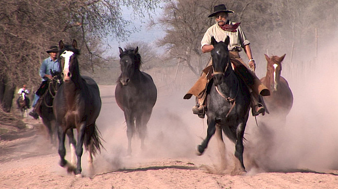 GAUCHOS: If you don&rsquo;t get on, you won&rsquo;t fall off