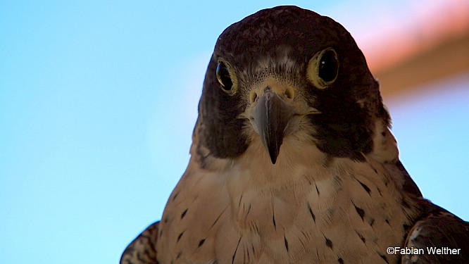 (c) Gebr&uuml;der Beetz Filmproduktion