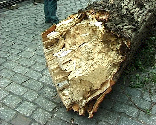 (c) 2011 Ingrid Molnar