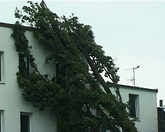 (c) 2011 Ingrid Molnar