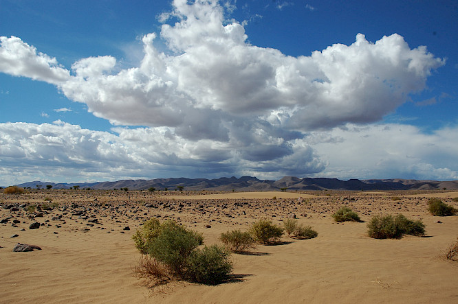 ALONE THE DESERT