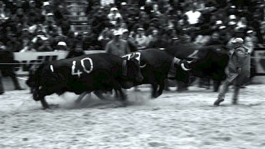 fighting cows (not bulls]