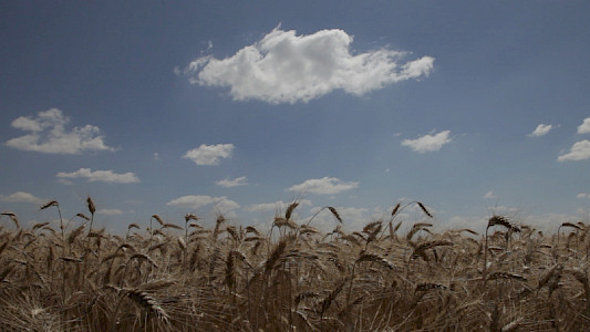 DEAD DONKEYS FEAR NO HYENAS 