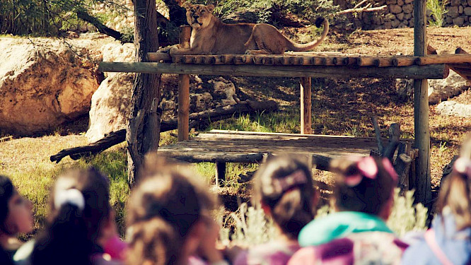 HOLY ZOO