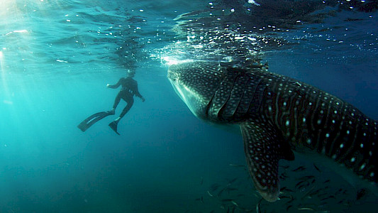 THE COLOUR OF YEARNING