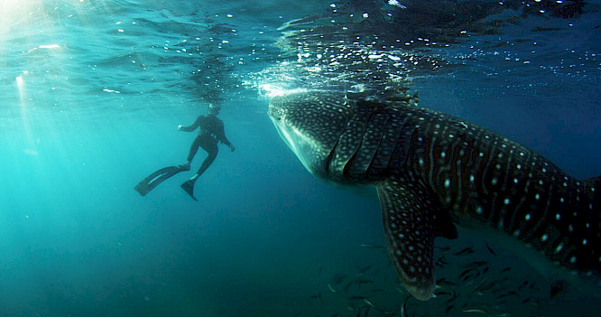 2016 Alfredo Whaleshark | Thomas Riedelsheimer