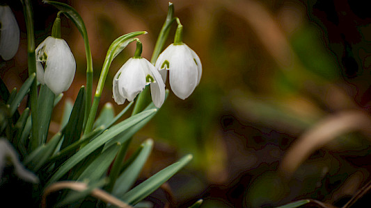 FR&Uuml;HLINGSWELTEN