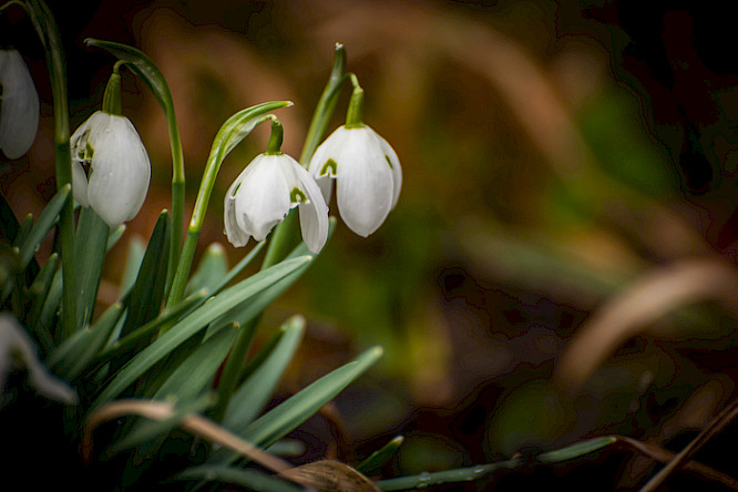 2015 Klaus Scheurich