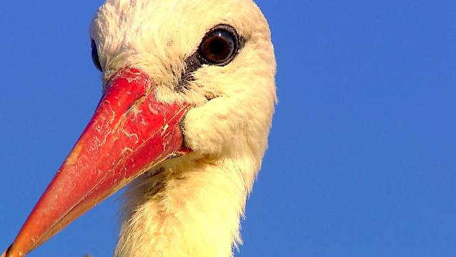 2015 Alexandra Sailer