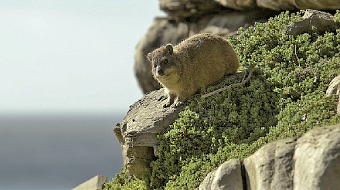 2015 Marlen Hundertmark