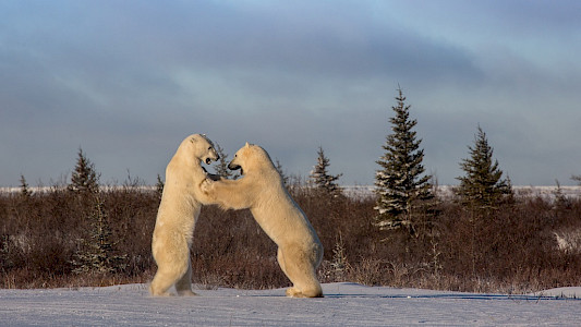 Eisb&auml;rensommer - Polar Bear Summer
