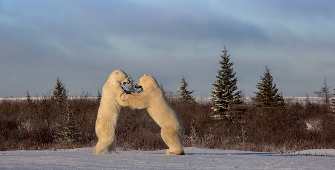 2016 Klaus Scheurich