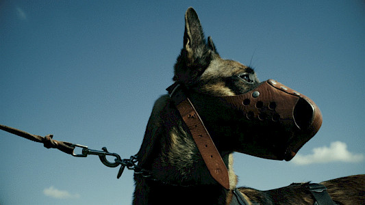 DOG SOLDIERS | HUNDESOLDATEN