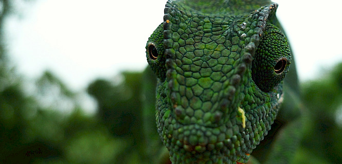 2016 Werner Schuessler _ are you happy