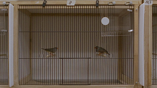 2018 Helena Wittmann