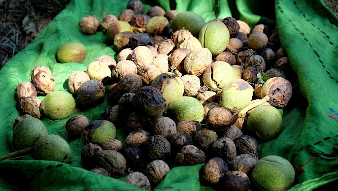 Kyrgystan&rsquo;s Gold &ndash; Treasures from the Forest