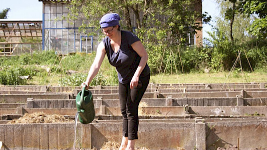 THE BEES AND THE BIRDS