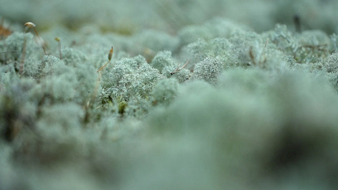 2018  Ambrosia Film GmbH