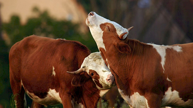 2018 Klaus Wei&szlig;mann, Marco Polo Film AG