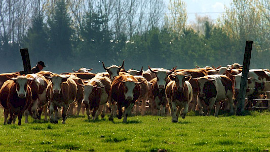 THE SECRET LIFE OF COWS - WILD AT HEART