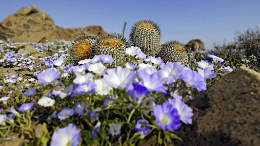 THE WORLD'S MOST POWERFUL TELESCOPES