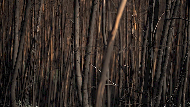 2018 Katrin Reichwald