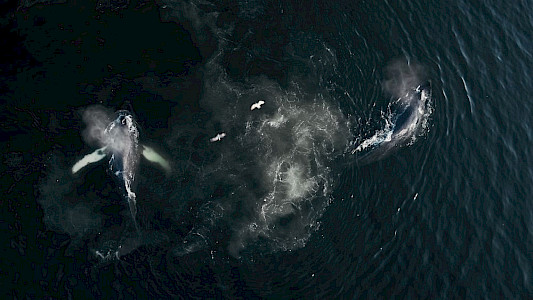 THE WHALE AND THE RAVEN