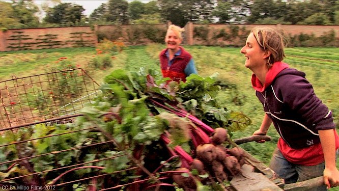 Voices of Transition