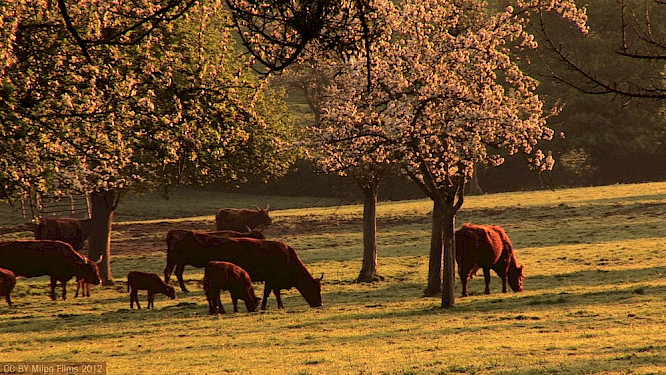 Voices of Transition