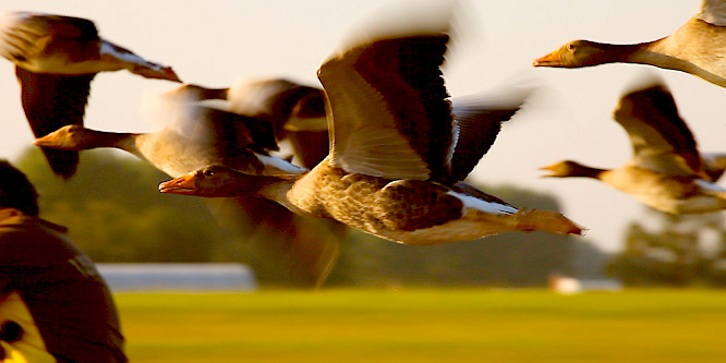 Migrating Birds