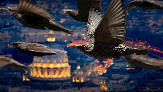 MIGRATING BIRDS &ndash; SCOUTS IN DISTANT WORLDS