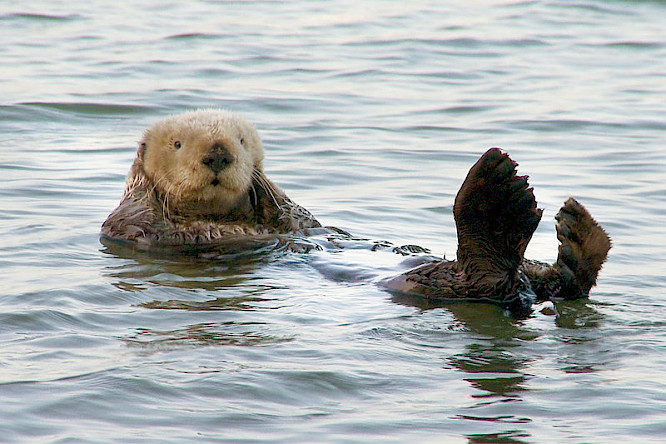 &iquest;are u happy? films