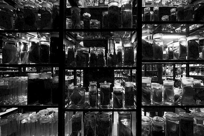 2019 Neue&nbsp;Celluloid&nbsp;Fabrik