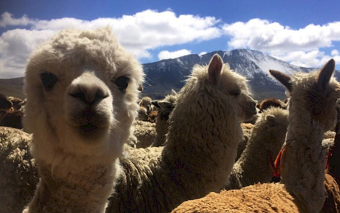 2019 Neue&nbsp;Celluloid&nbsp;Fabrik | Albatross Worldsales GmbH