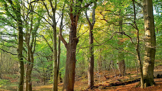 THE HIDDEN LIFE OF TREES