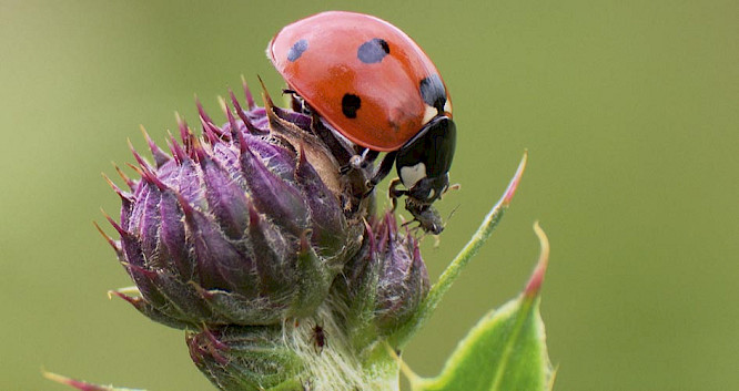 2019 Klaus Scheurich