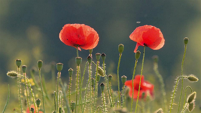 2019 Klaus Scheurich