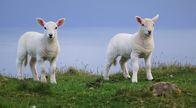 2019 Sabine Pollmeier