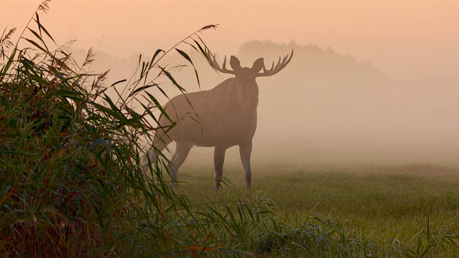 2019 Atte Henriksson, Joosep Matjus