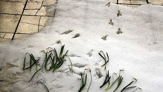 NOW AND THEN A BIRD FLEW BY