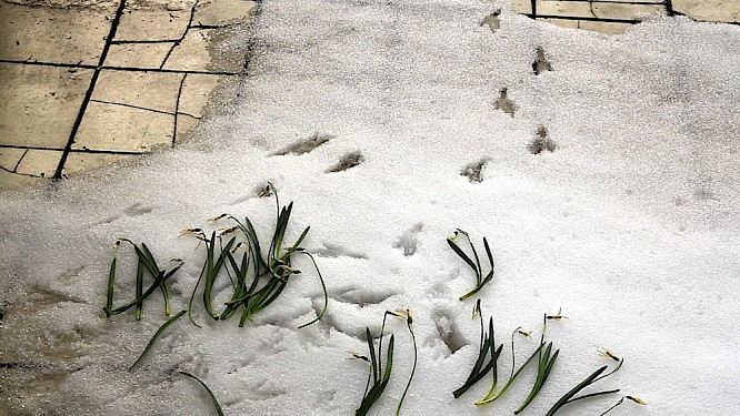 2018 Gerburg Rohde-Dahl