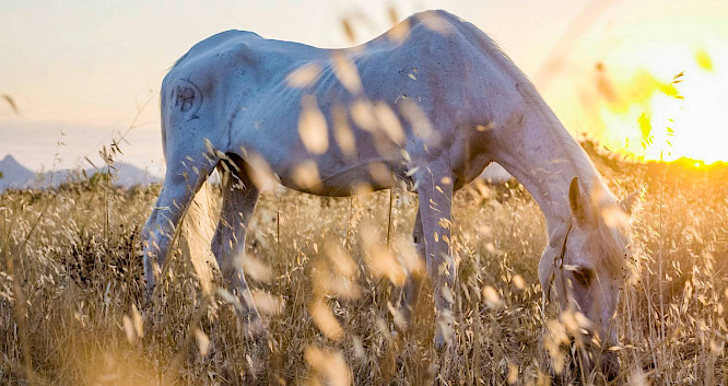 2019 Evolution Film | Cin&eacute;dokk&eacute; Film Prod.