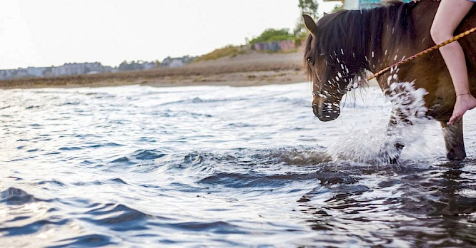 2019 Evolution Film | Cin&eacute;dokk&eacute; Film Prod.