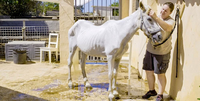 2019 Evolution Film | Cin&eacute;dokk&eacute; Film Prod.