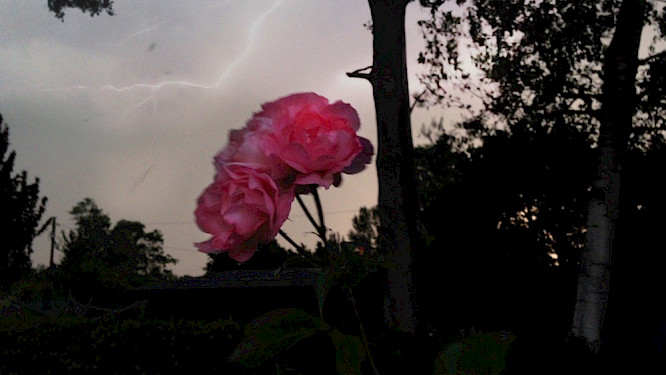 2020 Nicolaas Schmidt