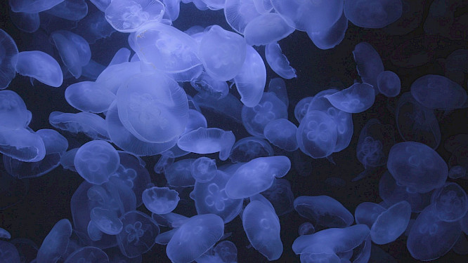 2019 MEDEA FILM | Leif Karpe