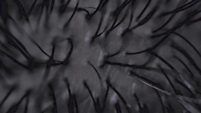 2020 Schenk/Hetzenauer | Lemonade Films 