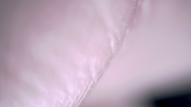 2020 Schenk/Hetzenauer | Lemonade Films